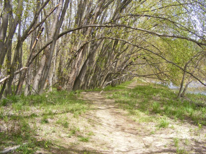 silver maple trees bent by the wind