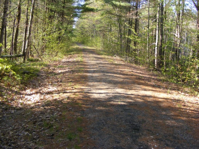 unpaved rail trail through a forested area