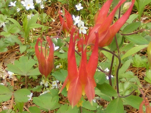 scarlet Columbine blossoms