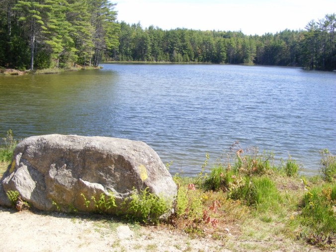 pond in Northwood Meadows State Park NH on a sunny day
