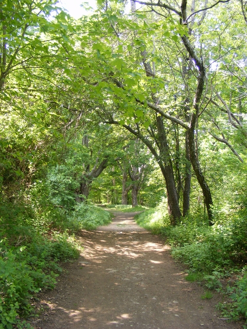 path through the woods
