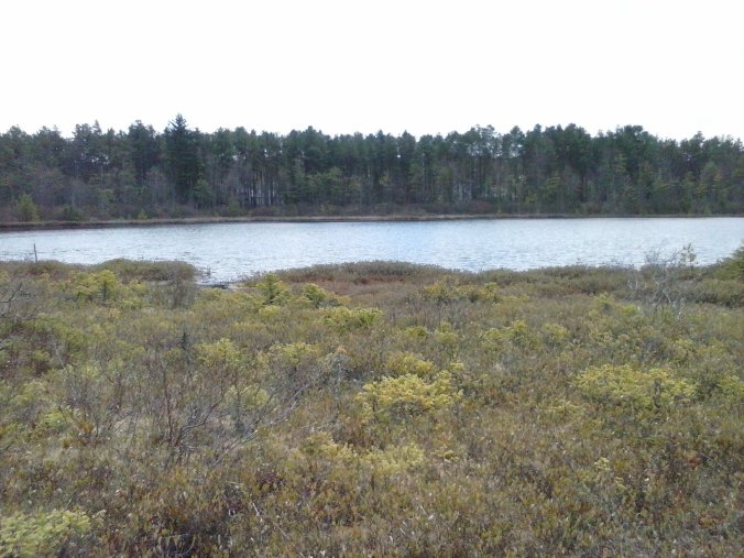 pond with peat bog in foreground