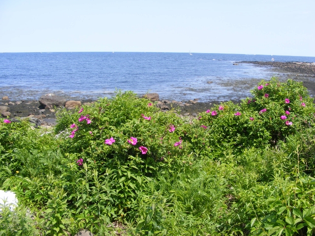 wild roses on New Hampshire coast