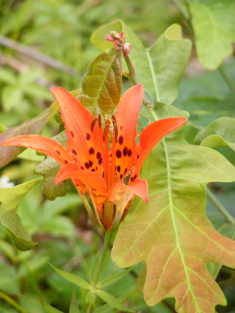 wild lily, low-growing, orange petals