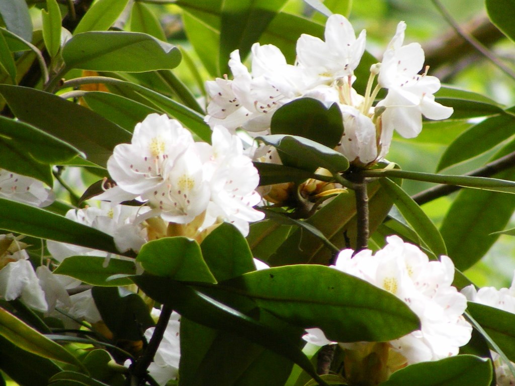 giant rhododendron blossom, white with yellow anther and small brown dots at base of petals