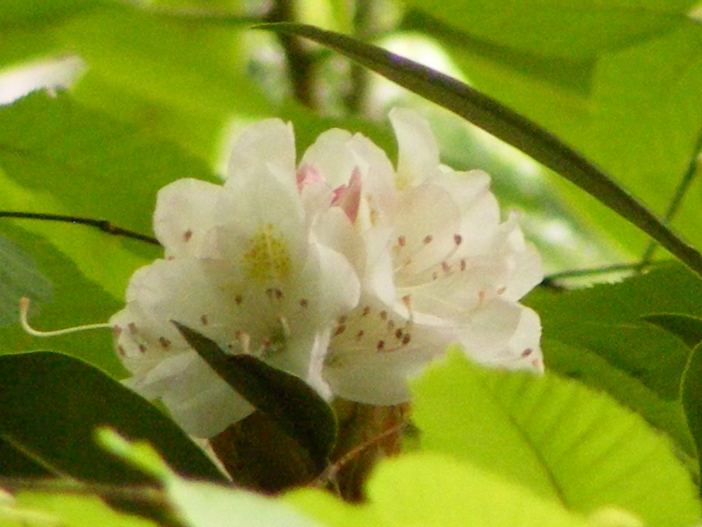 close-up photo of pale pink rhododendron blossom, showing pale brown dots near base of petals