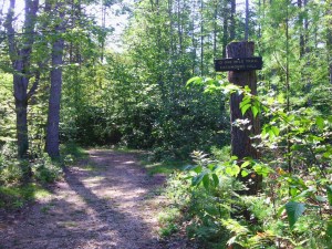 One-Mile Trail, Bear Brook SP (Ellen Kolb photo)