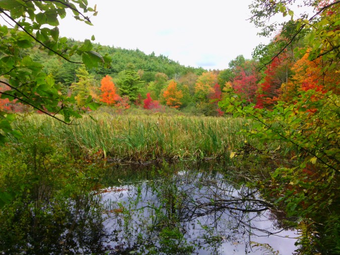 First fall colors at the edge of wetlands on Tower Road.