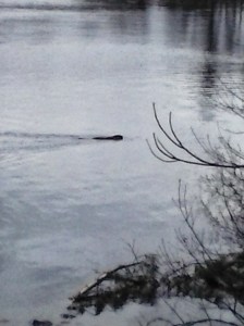 Beaver seeking privacy from a nosy photographer.