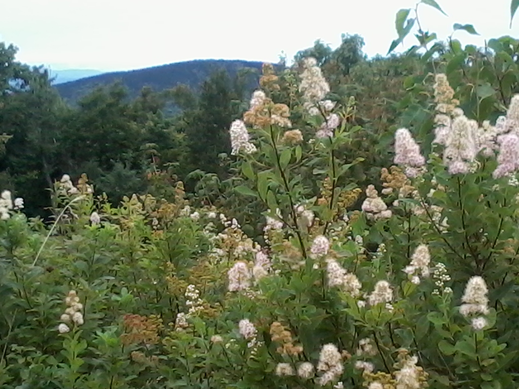 Flowers on summit of Pack Monadnock NH