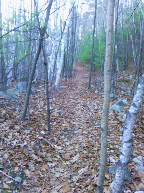 leaf-covered trail, trees after leaf fall