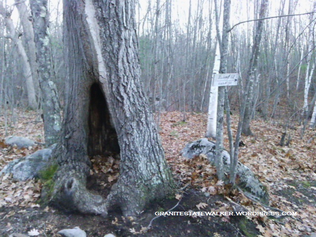 large tree with hollowed-out trunk
