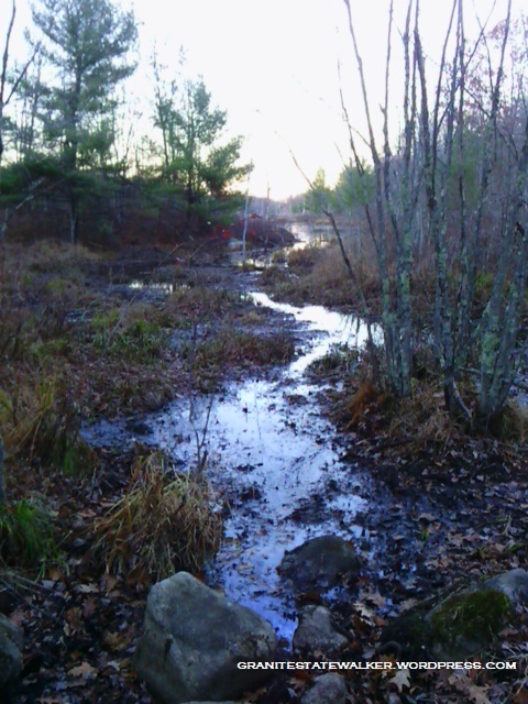 stream flowing through boggy area