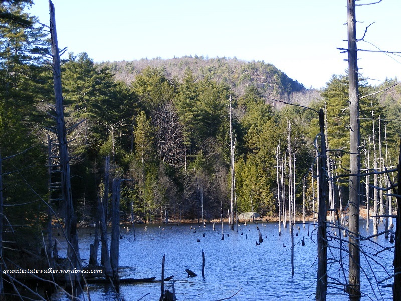 pound with many snags (dead trees) at the base of a forested hill