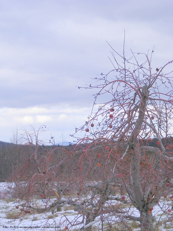 winter day, grey sky, apples clinging to a leafless tree