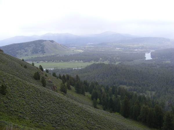 forested hills in Wyoming
