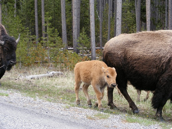bison calf walking with adult bison