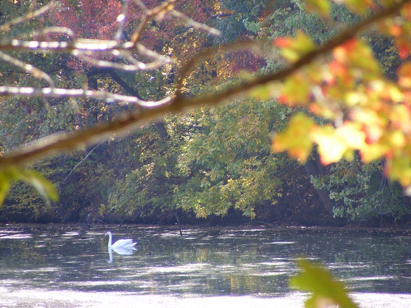 swan along NRRT