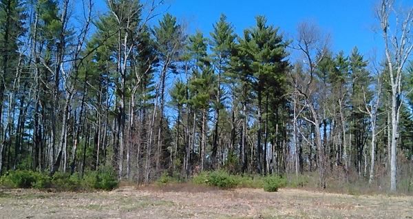 woods at Wildcat Falls