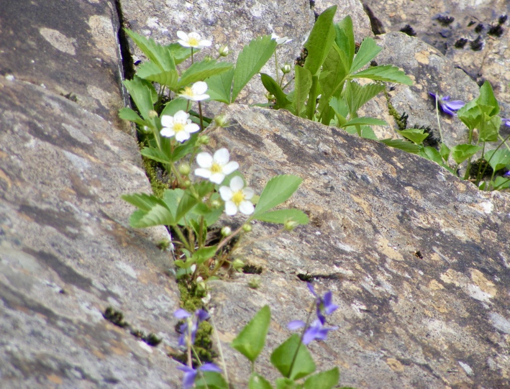 small wildflowers growing from a crack in a boulder