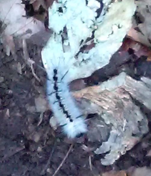 caterpillar