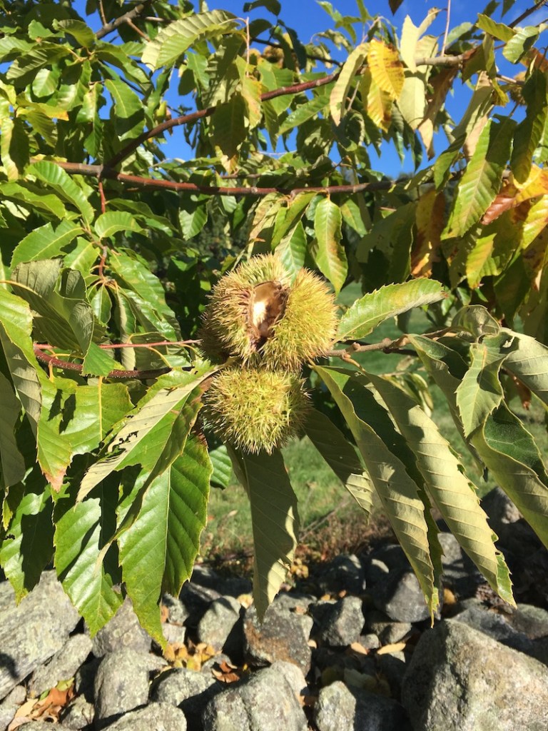 burr (seedcase) on a chestnut tree