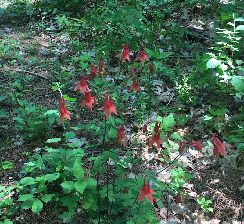 columbines along trail