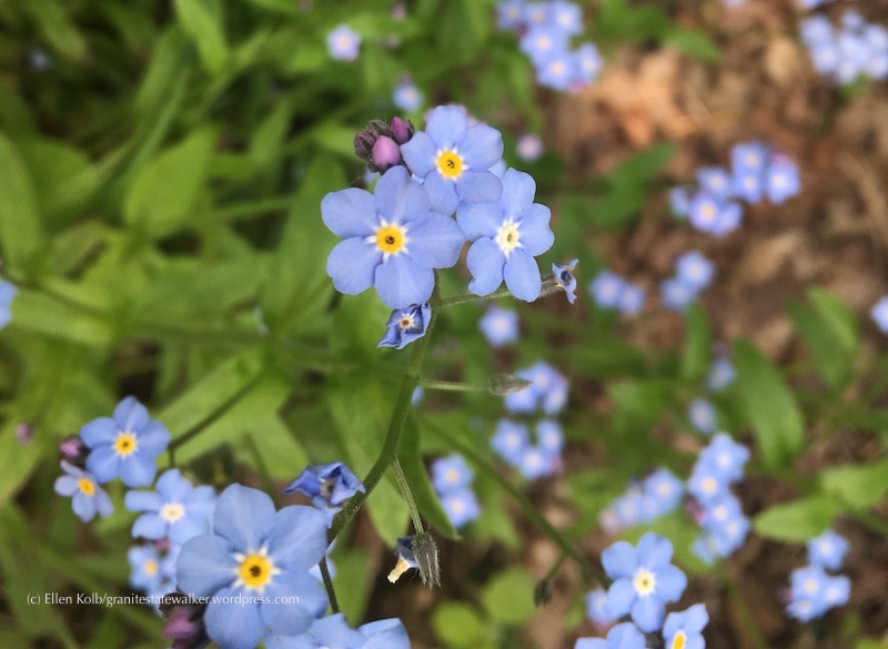 Forget-me-nots