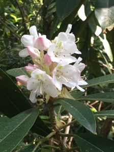 rhododendron bloom