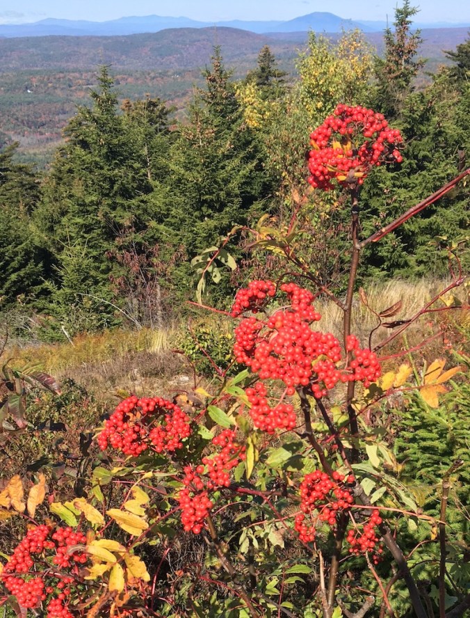 berries on hilltop, autumn in NH