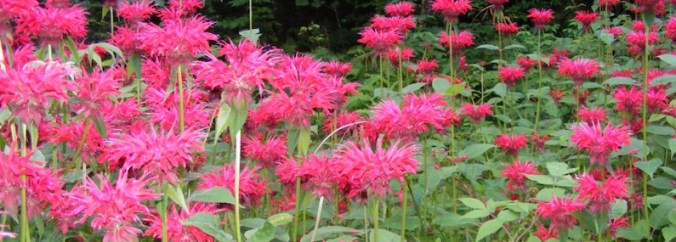 bee balm in bloom