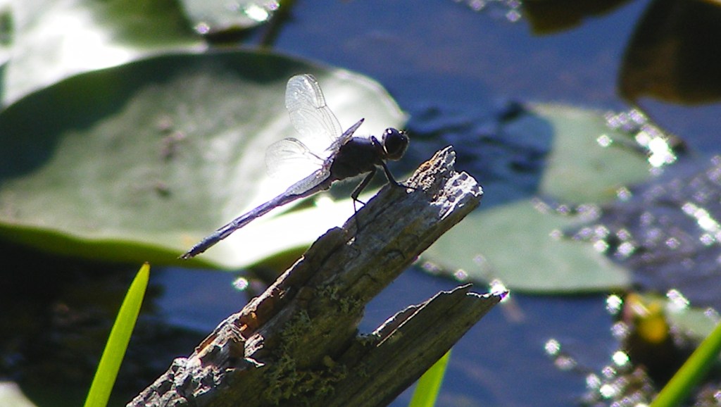 Dragonfly on log in pond