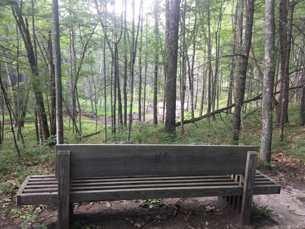 Bench in a forest
