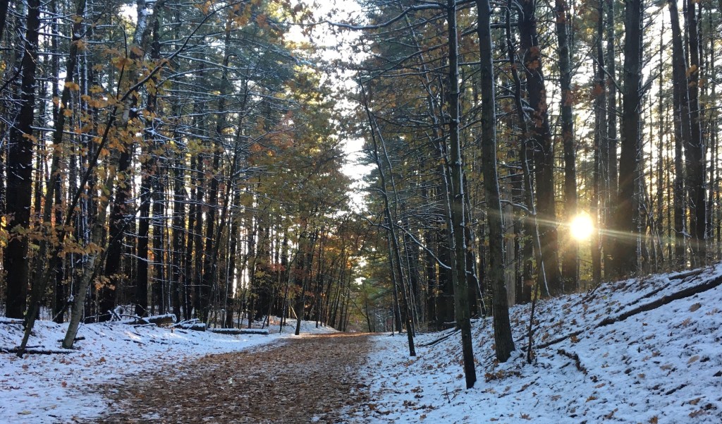 trail in woods at sunset