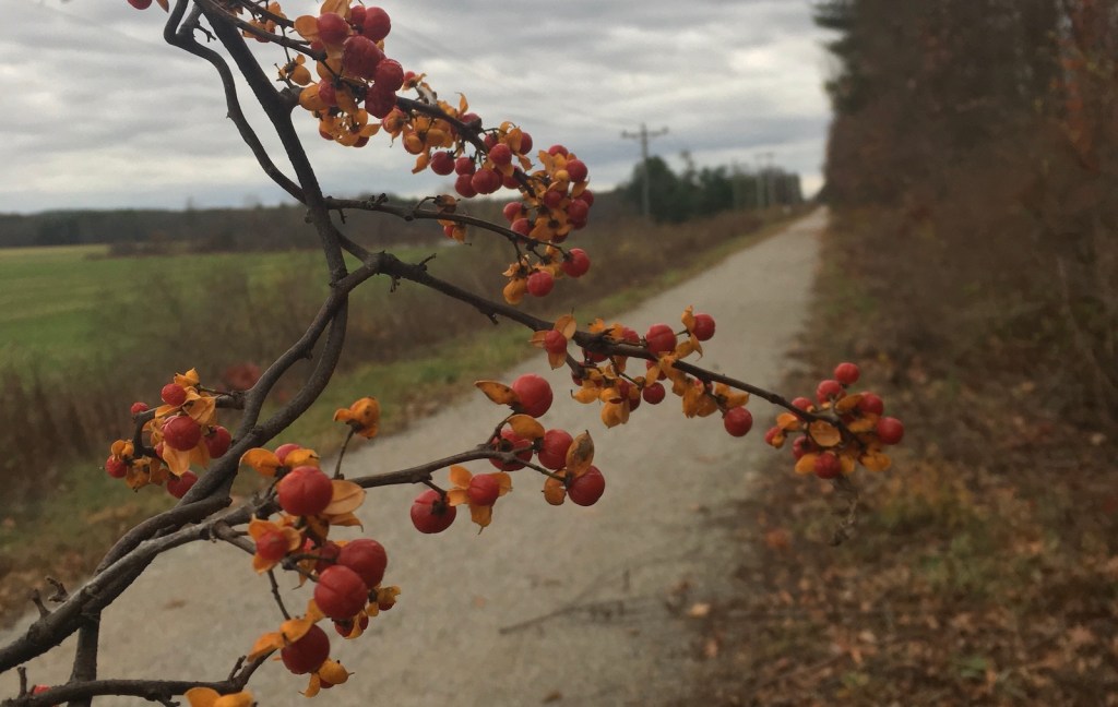 berries autumn rail trail