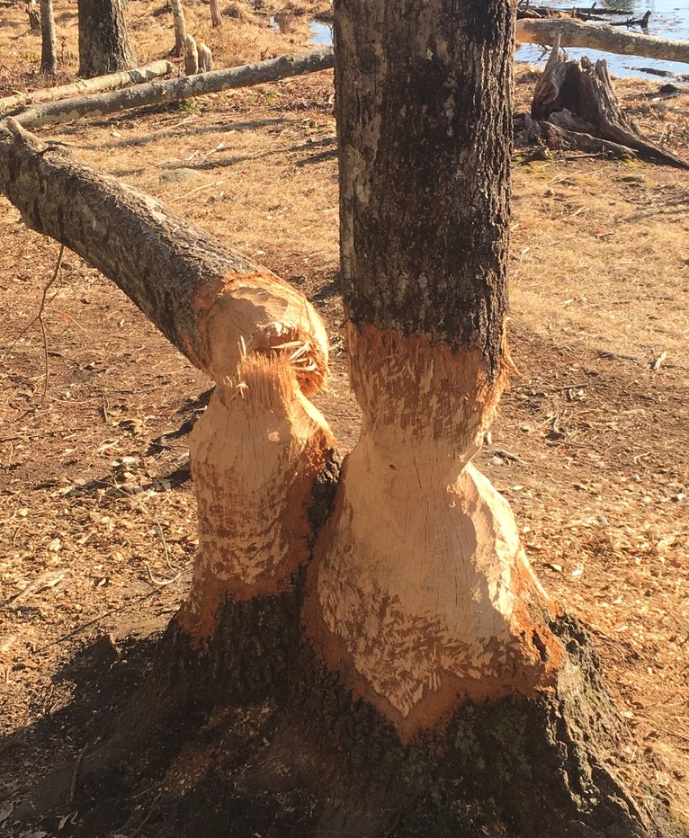 Trees with beaver damage