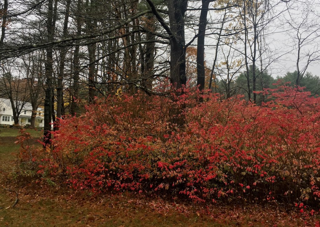 Burning bush, a invasive ornamental plant