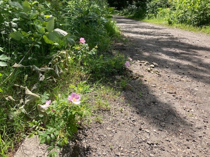 unpaved walking trail with a wild rose shrub at the edge