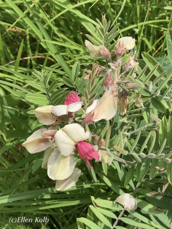 goat's rue blossom amid grassy ground cover