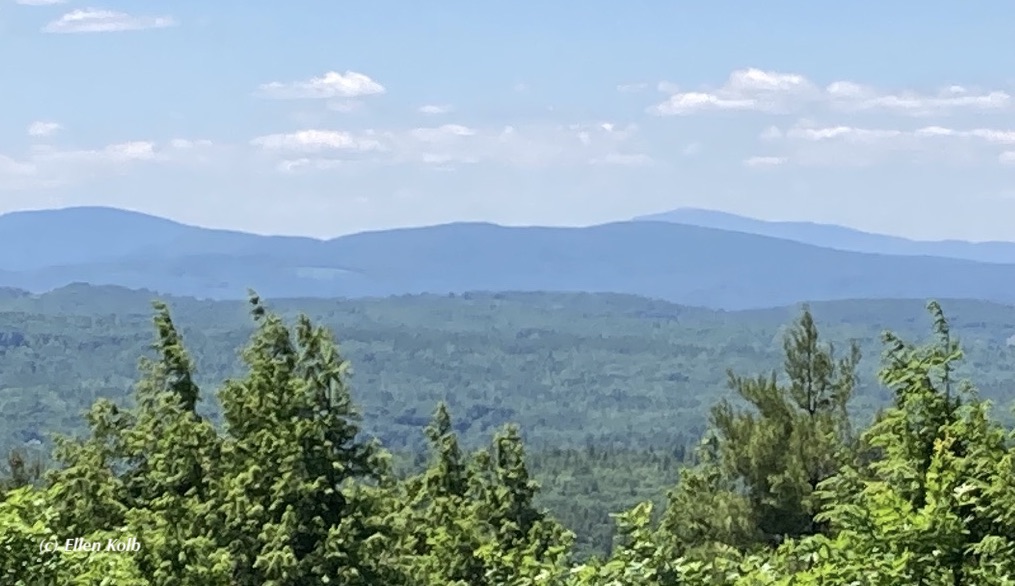 photo of hills in distance, pine trees in foreground