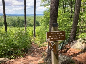 View from a forest, with hills in the distance