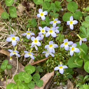 Small blue flowers growing as ground cover in the spring season
