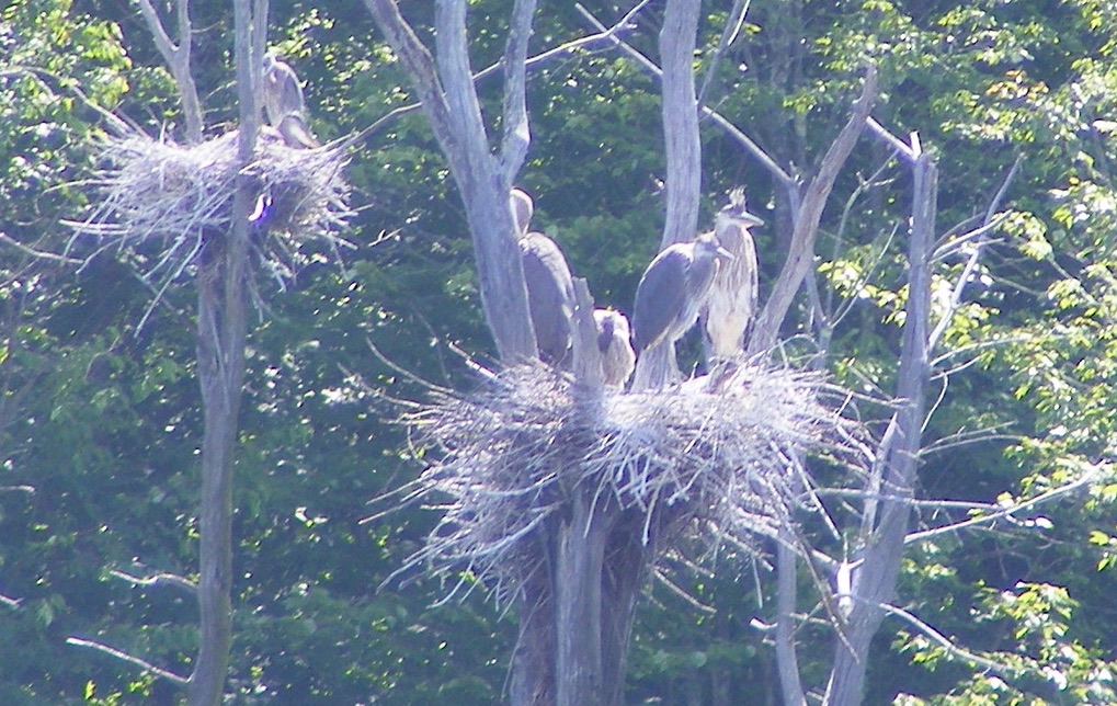 A family of great blue herons sit in a large nest in a heron rookery