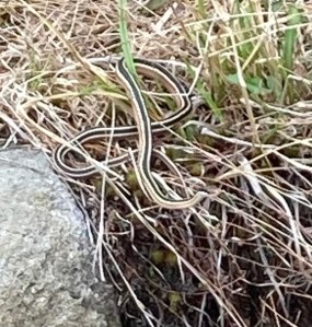A ribbon snake in vegetation at the edge of a pond
