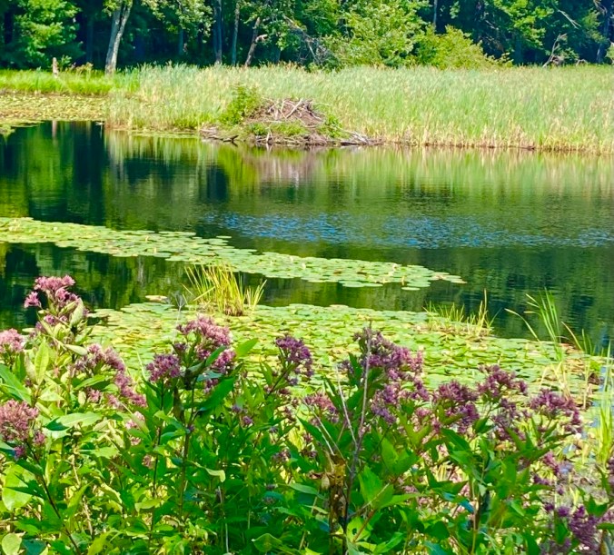 milkweed growing in the foreground with a marsh in the background
